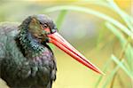 Portrait of Black Stork (Ciconia nigra) in Forest in Autumn, Bavarian Forest National Park, Bavaria, Germany