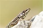 Close-up of Common Wall Lizard (Podarcis muralis) in Autumn, Lago di Garda, Italy