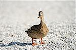 Female Mallard Duck (Anas platyrhynchos) on Gravel Road in Autumn, Italy