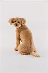 Toy poodle