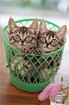 Domestic cats