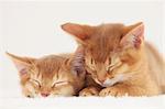 Domestic cats