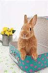Rabbit