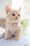 Domestic cat