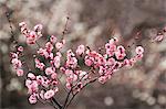 Plum blossoms