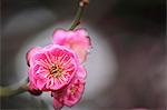 Plum blossoms