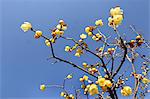 Wintersweet