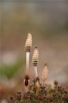 Horsetail