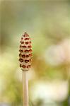 Horsetail