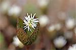 Chloranthus Japonicus