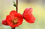 Red flowers