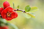 Red flowers