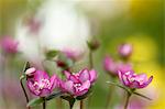 Hepatica