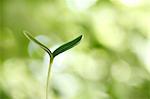 Sprouting leaf