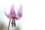 Japanese dog tooth violet