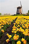 Windmill and tulip field near Schermerhorn, North Holland, Netherlands, Europe