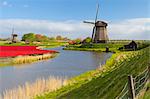 Windmills and tulip field near Schermerhorn, North Holland, Netherlands, Europe