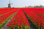 Field of tulips and windmill, near Obdam, North Holland, Netherlands, Europe