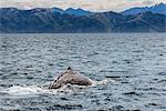 Sperm whale diving, Kaikoura, South Island, New Zealand, Pacific