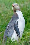 Yellow-eyed penguin (Megadyptes antipodes), Dunedin, Otago Peninsula, South Island, New Zealand, Pacific