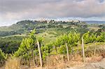Vineyards near to San Gimignano, Tuscany, Italy, Europe