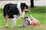 dogs, of different race, playing on a green lawn during summer