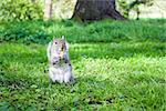 Beautiful grey squirrel eating in the park