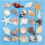 Seashell selection on a wooden blue background.