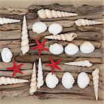 Seashell and driftwood abstract collage on beach sand background.