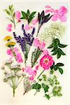 Herb and flower selection used for medicinal and culinary purposes over mottled cream background.