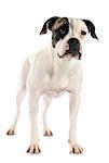 portrait of a purebred american bulldog  on a white background