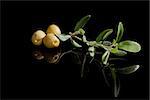 Green olives with twig isolated on black background. Luxurious appetizer.