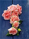 Arrangement of Beauty  Pink Roses with Leafs and Bud In a Row on Dark Blue Wooden background