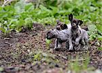 litter of german shorthaired pointer puppies playing outside in the woods