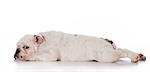 tired english bulldog puppy laying down stretched out on white background