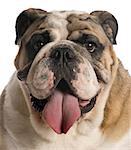 english bulldog portrait on white background