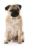 grumpy dog - pug with grouchy expression isolated on white background