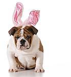 english bulldog wearing bunny ears