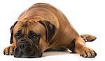 bullmastiff male laying down on white background