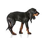 cute puppy - black and tan coonhound standing
