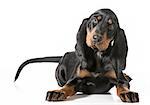 cute puppy - black and tan coonhound laying down on white background