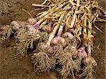 fresh harvested garlic heap on the ground