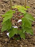 sugar maple sapling twelve-fourteen weeks from germination