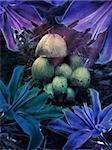 Illustration of colorful fantasy mushrooms at night with flowers.
