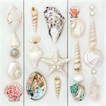 Seashell selection over wooden white background.