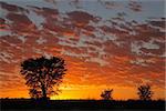 Sunset with silhouetted African Acacia trees, Kalahari desert, South Africa