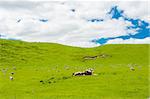 Common view in the New Zealand - hills covered by green grass with herds of sheep