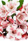 Bunch of Beauty Pink and White Spotted Alstroemeria with Leafs closeup