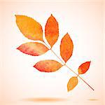 Orange watercolor painted vector ash tree leaf. Also available as a Vector in Adobe illustrator EPS format, compressed in a zip file. The vector version be scaled to any size without loss of quality.