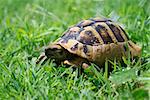 Brown turtle creeps on green grass sunny summer afternoon.